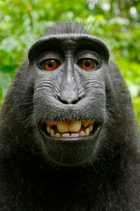 monkey-selfie-2-199x300.png
